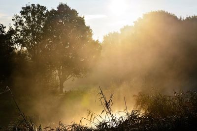 Sun streaming through trees against sky on sunny day