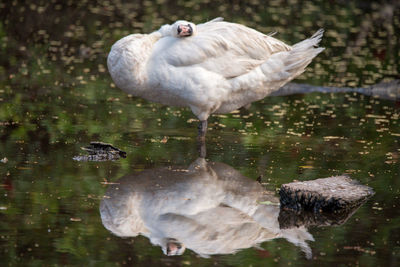 Swan on lake