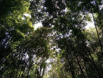 Low angle view of trees in forest