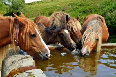 A herd of horses watering in a well in peñamayor range, central area of asturias, spain.