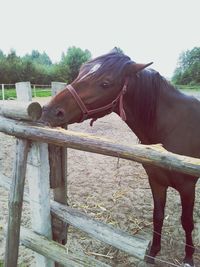 Close-up of horse