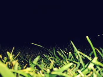 Close-up of grass against black background