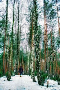 Trees growing in forest against sky