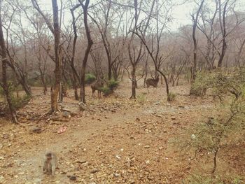 Bare trees on landscape against sky