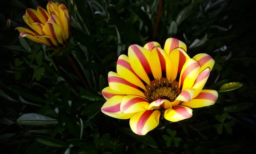 Close-up of yellow flower blooming outdoors