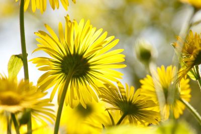 Close-up of yellow flowering plant