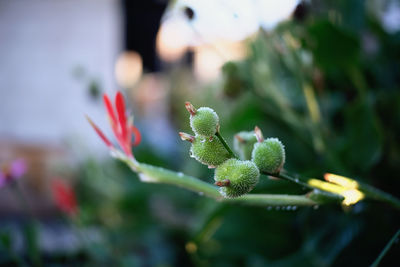 Close-up of flowering plant