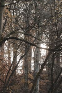 Low angle view of trees in forest