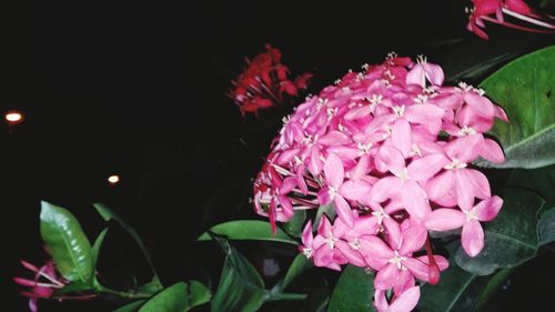 Close-up of pink flower