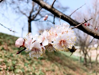 Close-up of cherry blossom