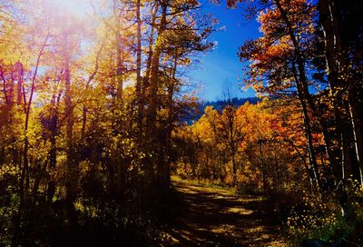 Trees on landscape during autumn