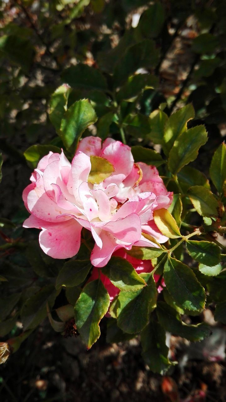 CLOSE-UP OF PINK FLOWER BLOOMING