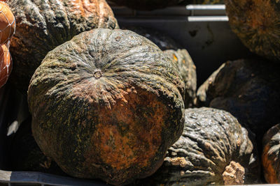 Close-up of pumpkins