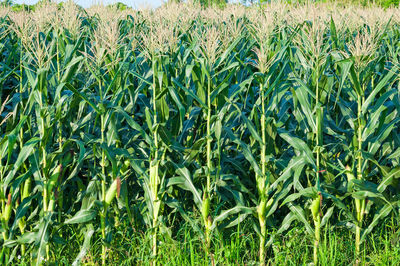 Full frame shot of corn field