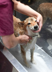 Shiba inu dog in the groomer salon. sad dog that doesn't like to bathe and comb