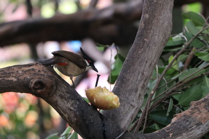 bird, animal wildlife, tree, vertebrate, animal themes, animal, animals in the wild, focus on foreground, branch, plant, one animal, no people, perching, day, nature, food, food and drink, tree trunk, outdoors, trunk