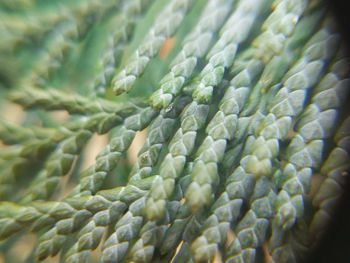 Full frame shot of green plant