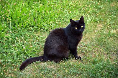 Portrait of cat sitting on grassy field