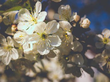 Close-up of white cherry blossoms