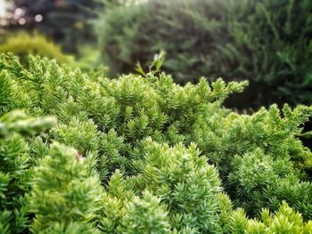 Close-up of pine tree