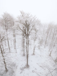 Bare trees on snow covered land
