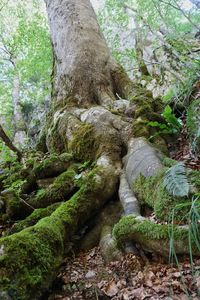 Moss growing on rocks in forest