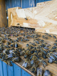 High angle view of bee on table