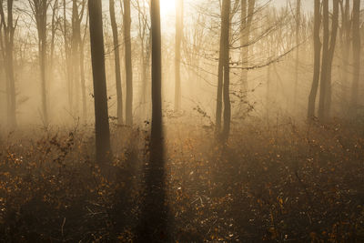 Sunlight streaming through trees in forest