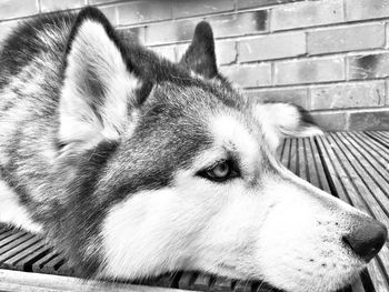 Close-up of a sleeping cat