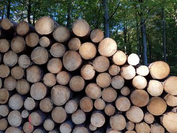 Stack of logs in forest