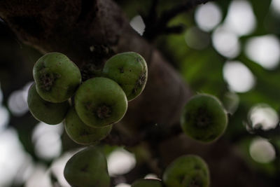 Close-up of fruits growing on tree