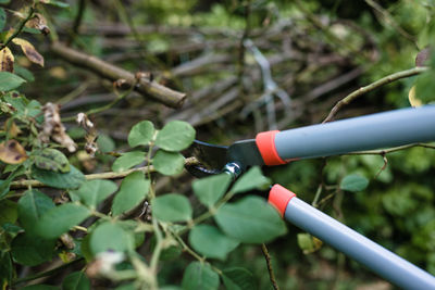 Pruning a rose flower