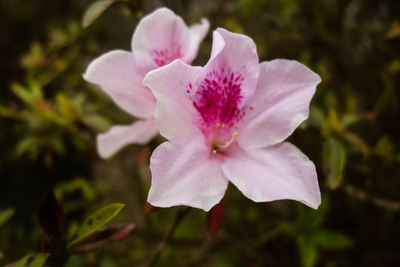 Close-up of pink flower