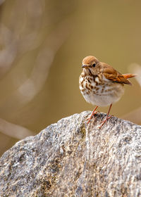 Close-up of bird perching on rock