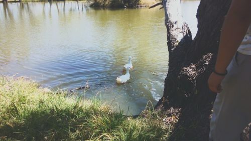 Reflection of trees in water