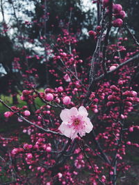 Close-up of pink flowers