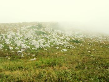 Trees on field against foggy weather