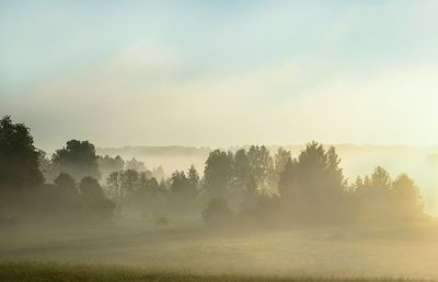 Trees on field in fog against sky