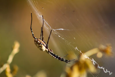 Close-up of spider on web