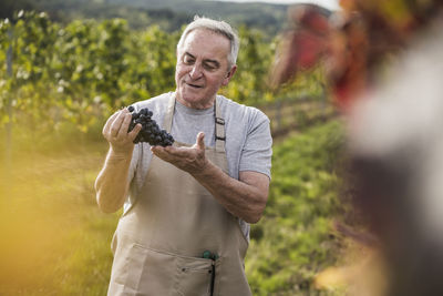 Senior farm worker checking bunch of grapes in vineyard