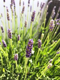 Close-up of purple flowering plants on field