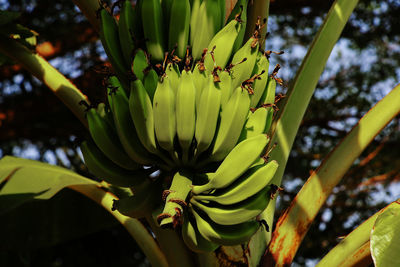 Group of green bananas on the tree