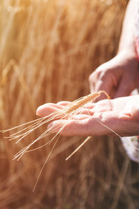 Midsection of person holding wheat on farm