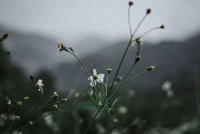 Close-up of raindrops on plant