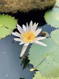 Close-up of lotus water lily in pond