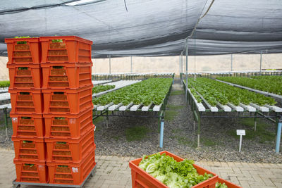 Crates with fresh vegetables in greenhouse