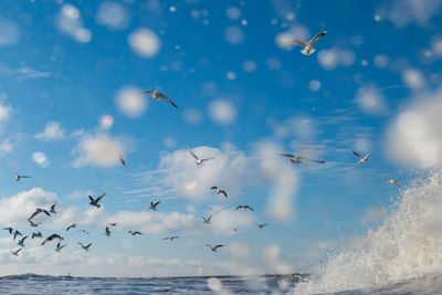 Low angle view of seagulls flying over sea