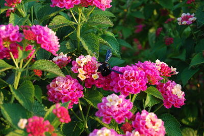 Close-up of pink flowers
