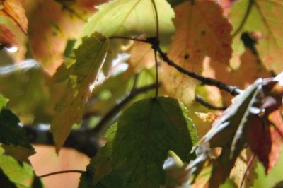 Close-up of fruit growing on tree