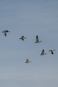 Flock of geese flying